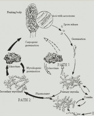 IMG_6618.JPG (80.37 KiB) Osservato 11435 volte IMG_6618.JPG