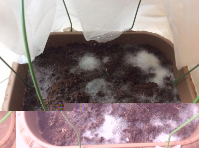 IMG_6620.JPG (146.12 KiB) Osservato 11435 volte IMG_6620.JPG