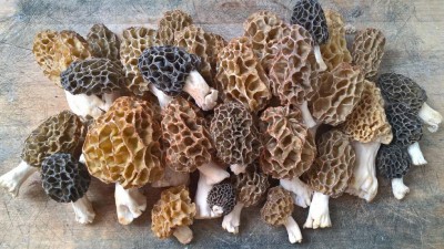 Morchella-esculenta.jpg (136.92 KiB) Osservato 11757 volte Morchella-esculenta.jpg