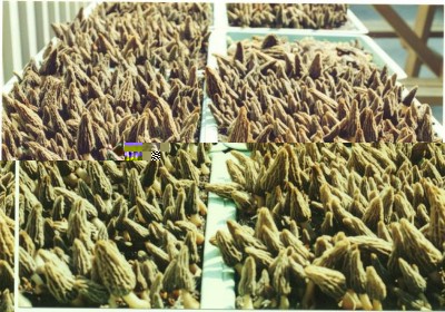 IMG_6641.JPG (177.48 KiB) Osservato 11382 volte IMG_6641.JPG