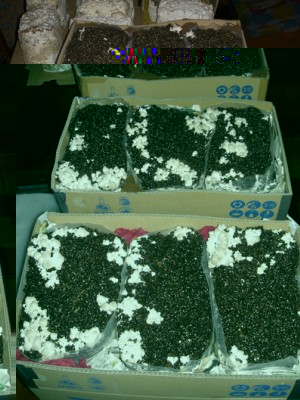 CIMG4160.jpg (201.76 KiB) Osservato 1483 volte CIMG4160.jpg