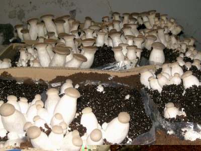 CIMG4166.jpg (221.66 KiB) Osservato 1483 volte CIMG4166.jpg