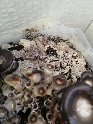 IMG_20191121_093053.jpg (95.91 KiB) Osservato 818 volte IMG_20191121_093053.jpg