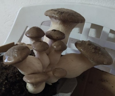 IMG_20201112_112941.jpg (53.22 KiB) Osservato 2180 volte IMG_20201112_112941.jpg