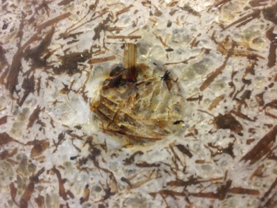 IMG_0178.JPG (107.39 KiB) Osservato 990 volte IMG_0178.JPG