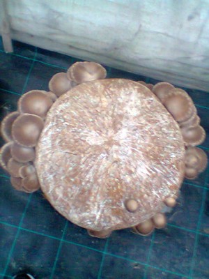 Eryngii sul pastorizzato / Foto0012.jpg Foto0012.jpg