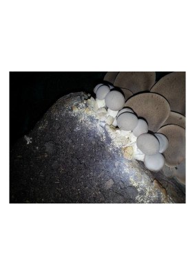 20141113_171549.jpg (35.07 KiB) Osservato 1509 volte 20141113_171549.jpg