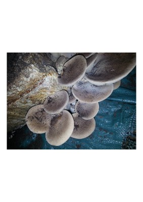 20141113_171558.jpg (63.75 KiB) Osservato 1509 volte 20141113_171558.jpg