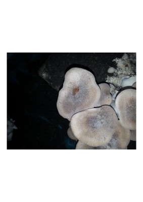 20141113_171630.jpg (39.88 KiB) Osservato 1509 volte 20141113_171630.jpg