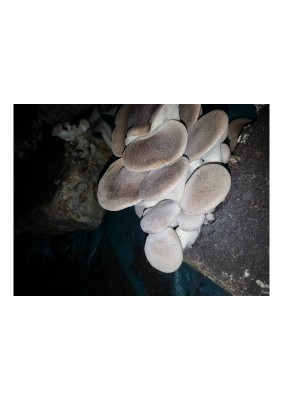 20141113_171742.jpg (44.86 KiB) Osservato 1509 volte 20141113_171742.jpg