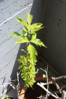 che piantina è? / 20150411_133433.jpg 20150411_133433.jpg