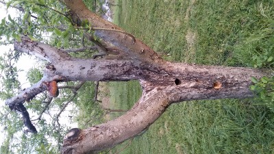 2015-05-13 19.43.17.jpg (261.6 KiB) Osservato 424 volte 2015-05-13 19.43.17.jpg