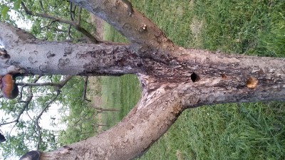 2015-05-13 19.43.24.jpg (251.7 KiB) Osservato 424 volte 2015-05-13 19.43.24.jpg