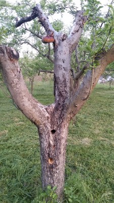 2015-05-13 19.43.17.jpg (227.14 KiB) Osservato 422 volte 2015-05-13 19.43.17.jpg