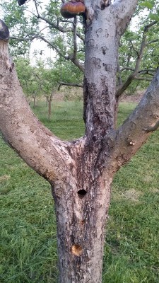 2015-05-13 19.43.24.jpg (218.81 KiB) Osservato 422 volte 2015-05-13 19.43.24.jpg