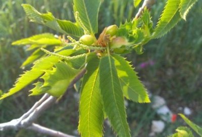 Foglia marroncino.jpg (30.08 KiB) Osservato 692 volte Foglia marroncino.jpg