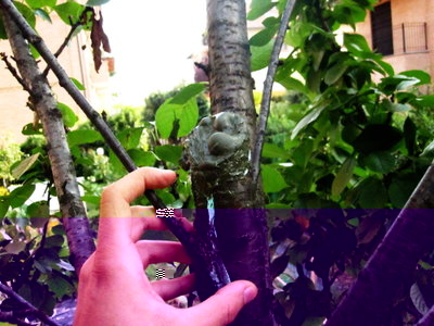 Notate la spennellatura azzurra di rame solfato tribasico e il rigonfiamento sotto il mastice dovuto alla gomma. / GOMMA1.JPG GOMMA1.JPG