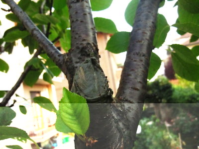 Un taglio senza gomma / GOMMA2.JPG GOMMA2.JPG