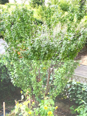 Aspetto dell'albero in generale. / GOMMA4.JPG GOMMA4.JPG