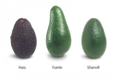 2nvtsh3.jpg (10.9 KiB) Osservato 1430 volte 2nvtsh3.jpg