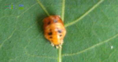 ultima2.jpg (81.34 KiB) Osservato 630 volte ultima2.jpg