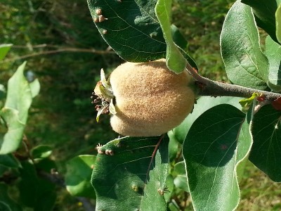 frutto.jpg (210.55 KiB) Osservato 605 volte frutto.jpg