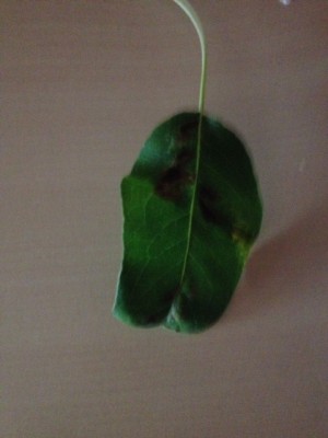 foto 1.JPG (103.55 KiB) Osservato 556 volte foto 1.JPG