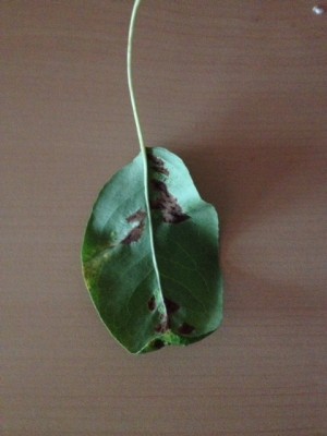 foto 2.JPG (118.56 KiB) Osservato 556 volte foto 2.JPG