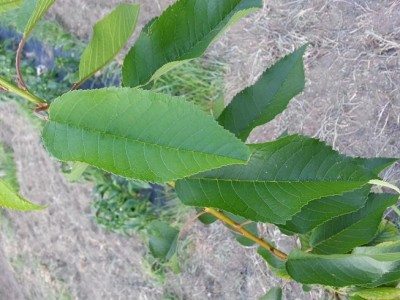 20150628_194213.jpg (76.35 KiB) Osservato 540 volte 20150628_194213.jpg