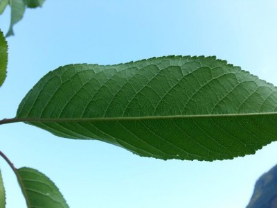 20150628_194228.jpg (46.01 KiB) Osservato 540 volte 20150628_194228.jpg