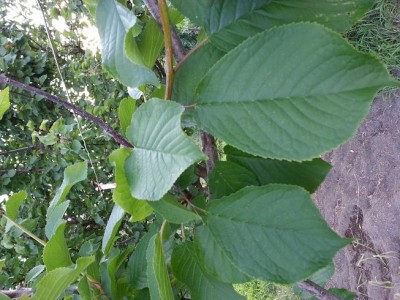 20150628_194315.jpg (89.99 KiB) Osservato 540 volte 20150628_194315.jpg