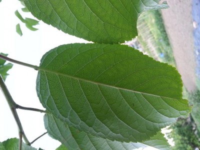 20150628_194333.jpg (72.13 KiB) Osservato 540 volte 20150628_194333.jpg