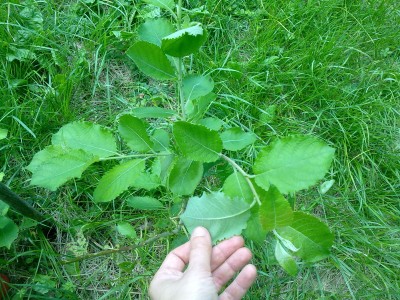 bo.jpg (253.66 KiB) Osservato 643 volte bo.jpg