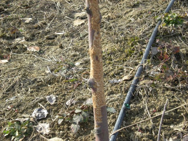 varie 026.jpg varie 026.jpg