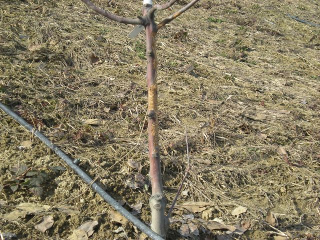 varie 029.jpg varie 029.jpg