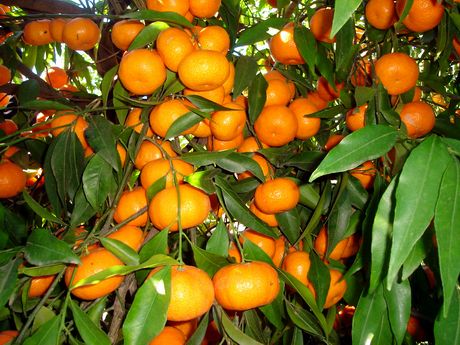 Fruttificazione.jpg Fruttificazione.jpg