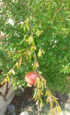 foto1.JPG (73.62 KiB) Osservato 1274 volte foto1.JPG