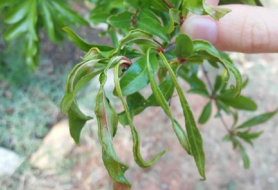 foto2.JPG (118.48 KiB) Osservato 1274 volte foto2.JPG