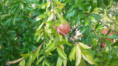 foto3.JPG (179.34 KiB) Osservato 1274 volte foto3.JPG