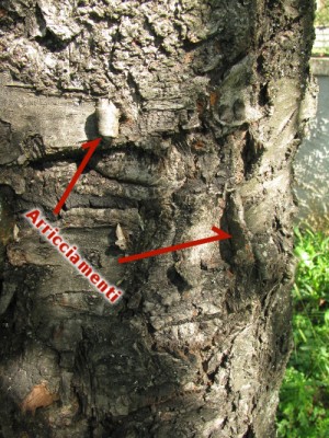 Arricciamenti corticali / IMG_3614.JPG IMG_3614.JPG