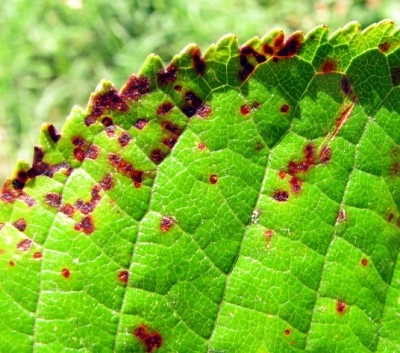 Foglie necrosate / IMG_3619.JPG IMG_3619.JPG