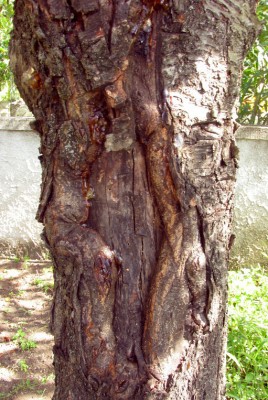 Lesione profonda e resina / IMG_3610.JPG IMG_3610.JPG