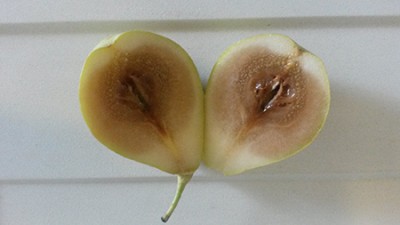 Pera.jpg (102.63 KiB) Osservato 554 volte Pera.jpg