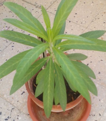 IMG_20151013_111653.jpg (158.23 KiB) Osservato 497 volte IMG_20151013_111653.jpg