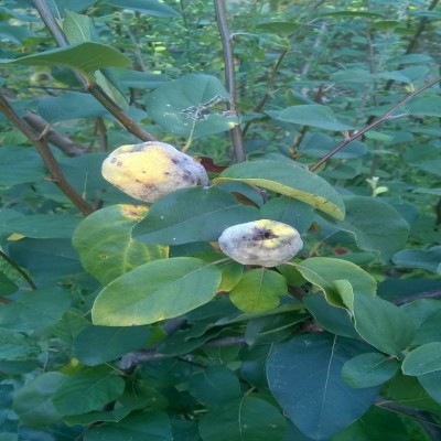 NewImage_780_780_90(1).jpg (152.66 KiB) Osservato 570 volte NewImage_780_780_90(1).jpg