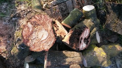 Vecchia pianta di susina coscia / 20151229_152639.jpg 20151229_152639.jpg