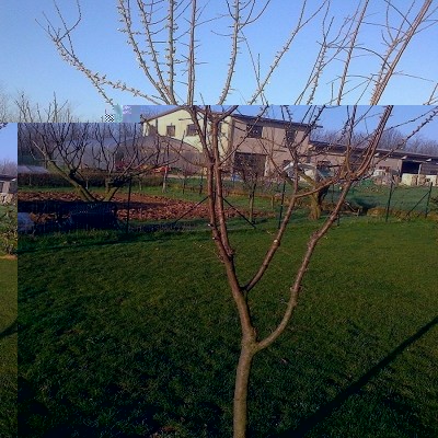 Nuova pianta di 3 anni / Foto1001.jpg Foto1001.jpg