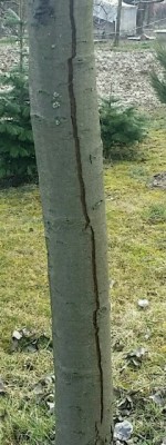 20160220_131519-1-480x1275-240x638.jpg (68.57 KiB) Osservato 602 volte 20160220_131519-1-480x1275-240x638.jpg