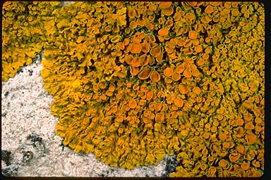 xantoria-parietina.jpg xantoria-parietina.jpg