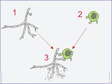 licheni1.jpg licheni1.jpg